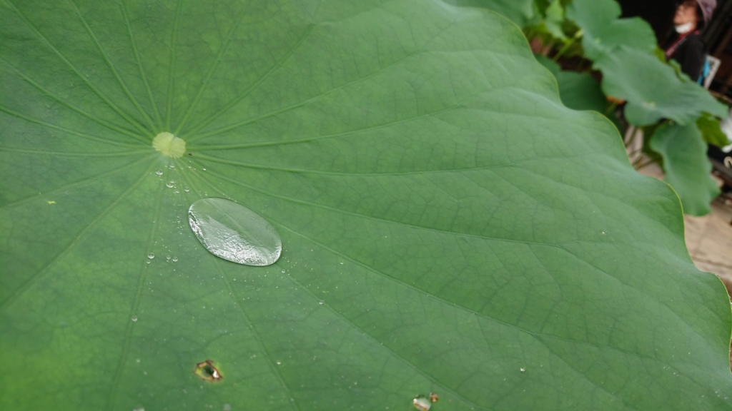 蓮の葉の水玉