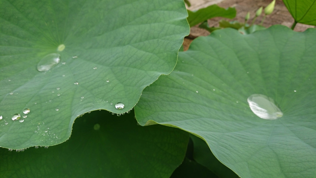 蓮の葉の水玉2