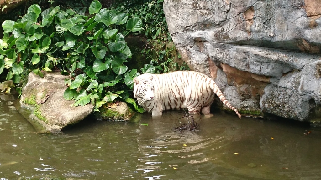 ホワイトタイガー2