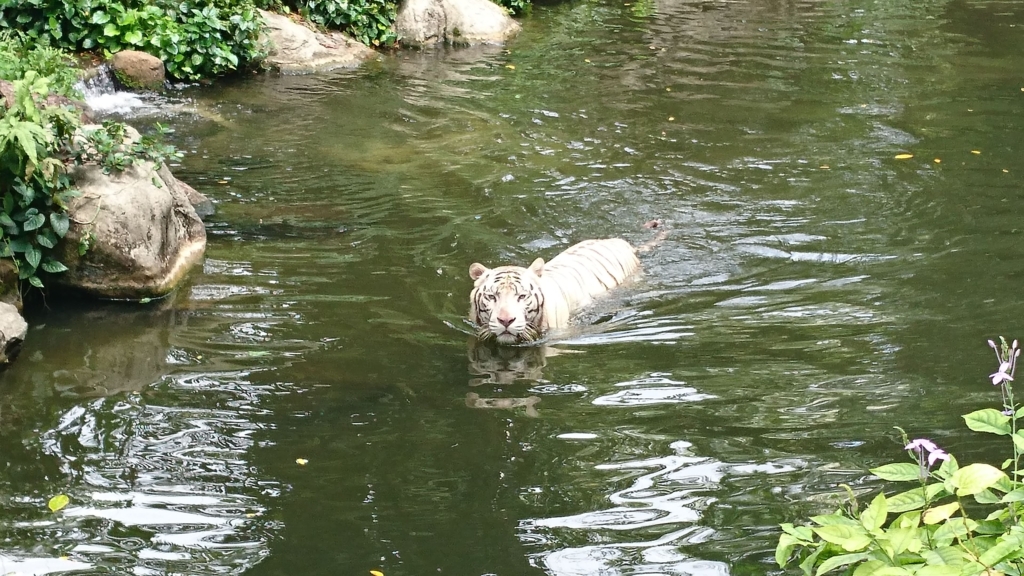 ホワイトタイガー